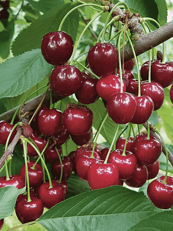 Вишня Десертная Морозовой