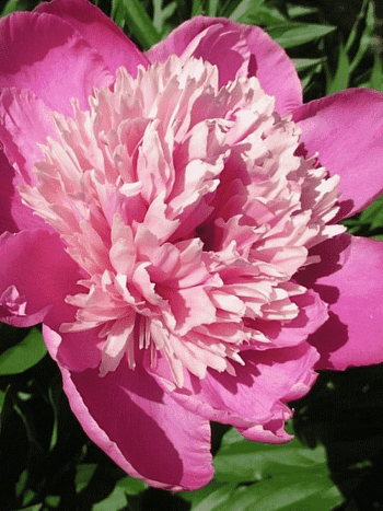 Пион Молочноцветковый Pink