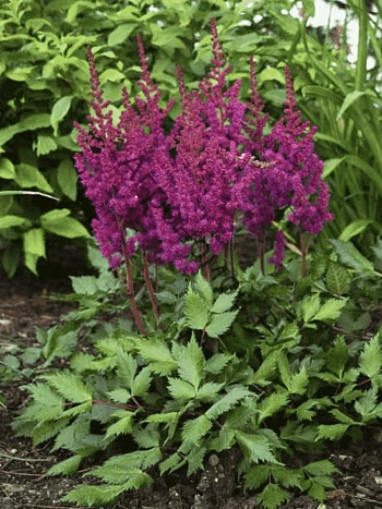 Астильба китайская Visions in Red