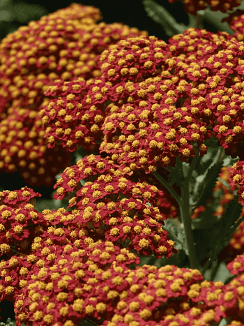 Тысячелистник обыкновенный Walther Funcke