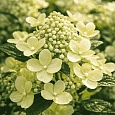 Гортензия метельчатая Polestar