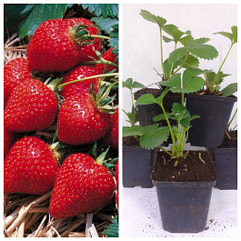 Земляника садовая Флоренс НАБОР 5ШТ