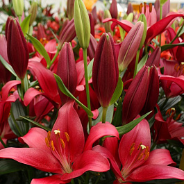 Лилия ЛА-гибрид Фанжио НАБОР 2ШТ (2+2)