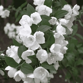 Чубушник Lemoine Alabaster