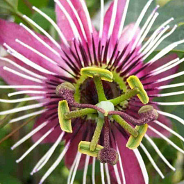 Маракуйя съедобная Victoria