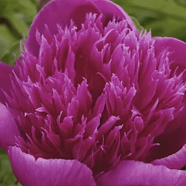 Пион Молочноцветковый Purple spider