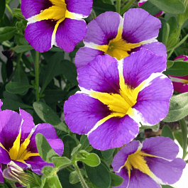 Калибрахоа Rave Violet