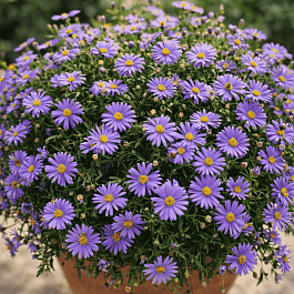 Брахикома Jasmine Blue