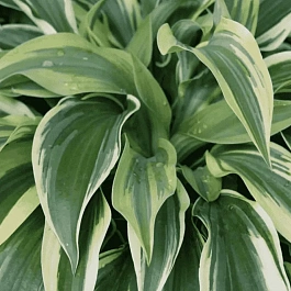 Хоста Wolverine