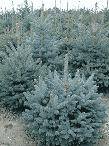 Ель колючая Kaibab