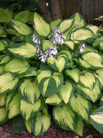 Хоста Paul's Glory