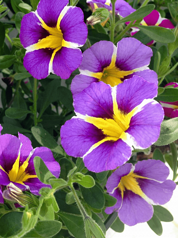 Калибрахоа Rave Violet