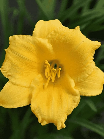 Лилейник Stella d’Oro