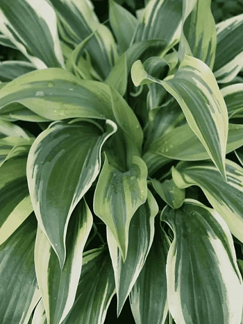 Хоста Wolverine