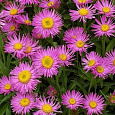 Астра альпийская Pink Beauty