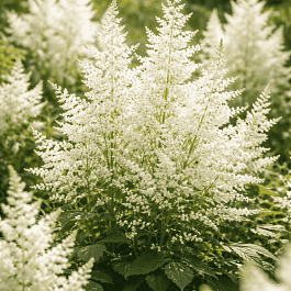 Астильба Арендса Diamant