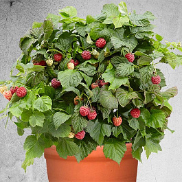 Малина карликовые сорта Бонбонберри Ямми