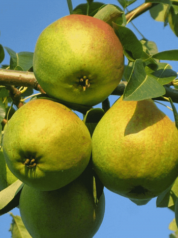 Груша Любимица Яковлева