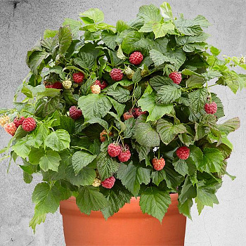 Малина карликовые сорта Бонбонберри Ямми