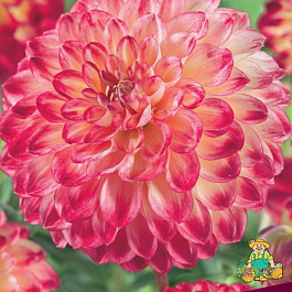 Георгина Помпонная Джоуи Аренда