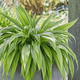 Хоста Hyuga Urajiro