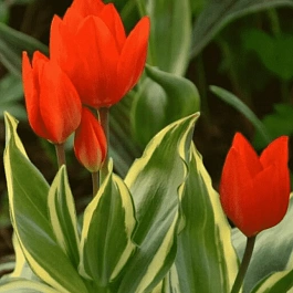 Тюльпан praestans paradox