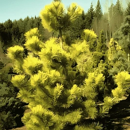 Сосна тунберга Ogon