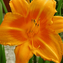 Лилейник Rocket City