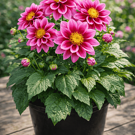 Георгин Dahlietta Surprise Demi