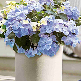 Гортензия ампельная N1 Prima Ballerina