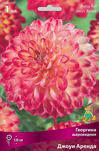 Георгина Помпонная Джоуи Аренда