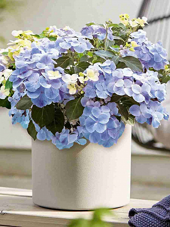 Гортензия ампельная N1 Prima Ballerina