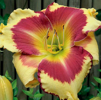 Лилейник гибридный Панксатони Фил