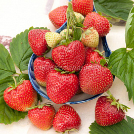 Земляника садовая Флюретт