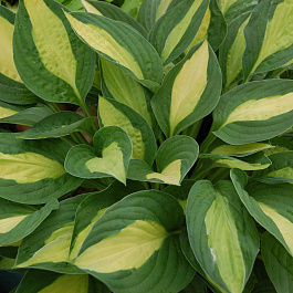 Хоста гибридная Джипси Роуз