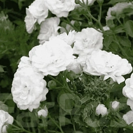 Роза Почвопокровная White Fairy