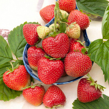 Земляника садовая Флюретт