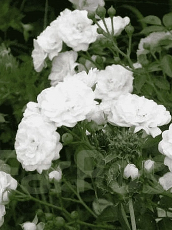 Роза Почвопокровная White Fairy