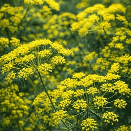 Фенхель обыкновенный