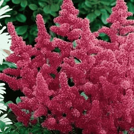 Астильба японская Bremen