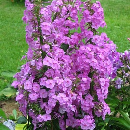 Флокс пятнистый Rosalinde