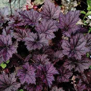 Гейхера гибридная Фростед Вайолит Гейхера гибридная Фростед Вайолит