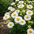 Астра альпийская White