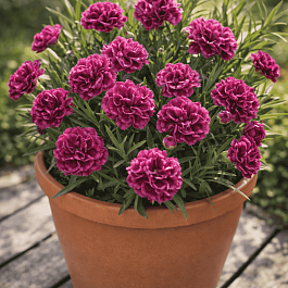 Гвоздика садовая Code Bicolour