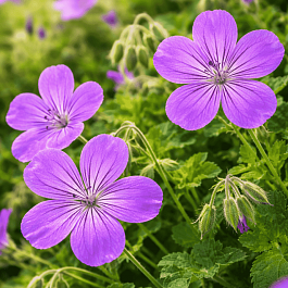 Герань Власова