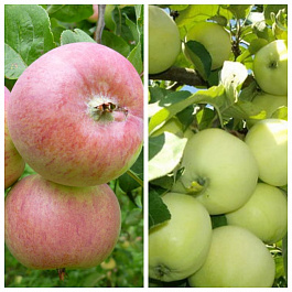 Дерево-сад (5 летка) яблоня 2 сорта Грушовка Московская-Налив белый