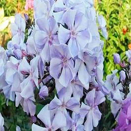 Флокс Гжель Макси