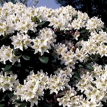 Рододендрон гибридный Cunningham's White