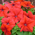 Петуния крупноцветковая Ласка F1 Петуния крупноцветковая Ласка F1