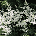 Астильба простолистная White Sensation